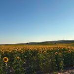 Burgos : l'été épanouissant de la route 'Girasoles avec Art' entre patrimoine et nature