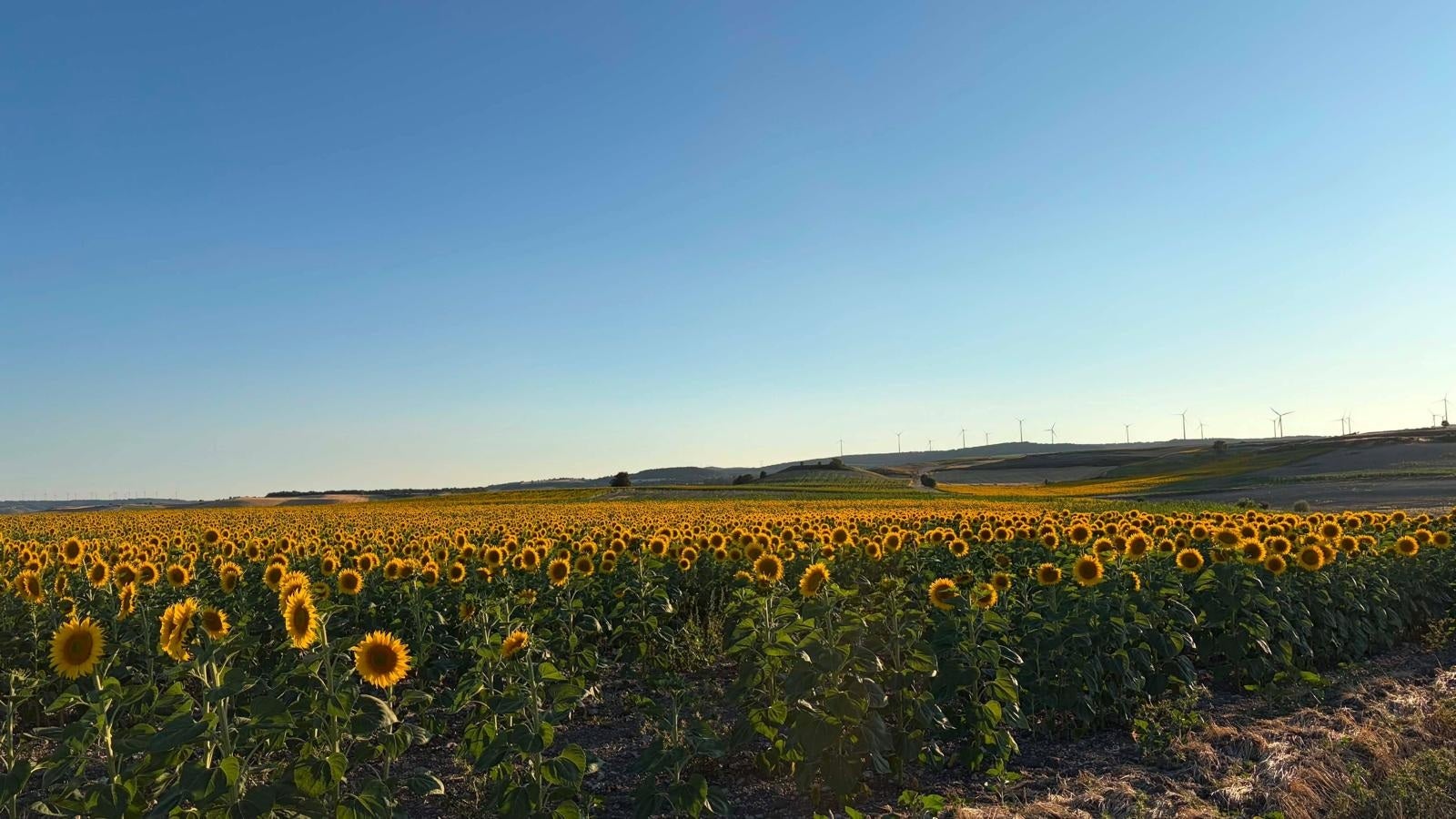 Burgos : l'été épanouissant de la route 'Girasoles avec Art' entre patrimoine et nature