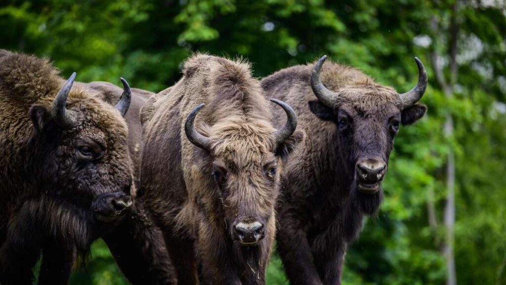 Découvrez 10 trésors cachés des forêts de NRW