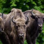Découvrez 10 trésors cachés des forêts de NRW