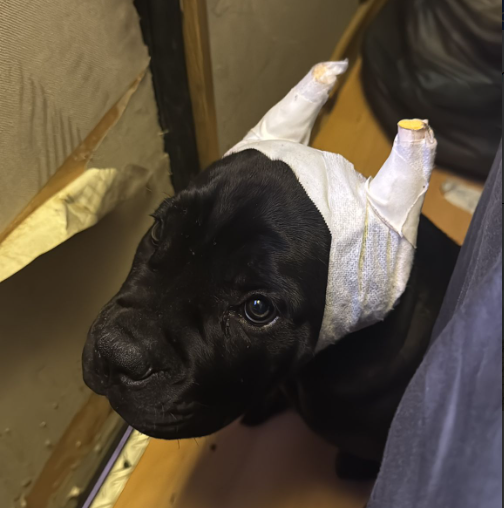 Chiens Maltraités