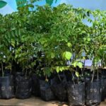 KAU lance un modèle 'Panchakam' pour enrichir la nutrition des foyers grâce aux jardins d'agrément.