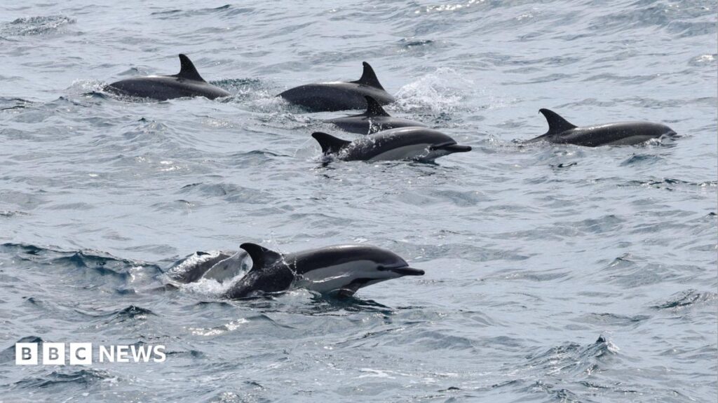 Sondage sur les dauphins pour surveiller les espèces des îles anglo-normandes