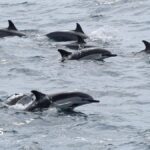 Sondage sur les dauphins pour surveiller les espèces des îles anglo-normandes