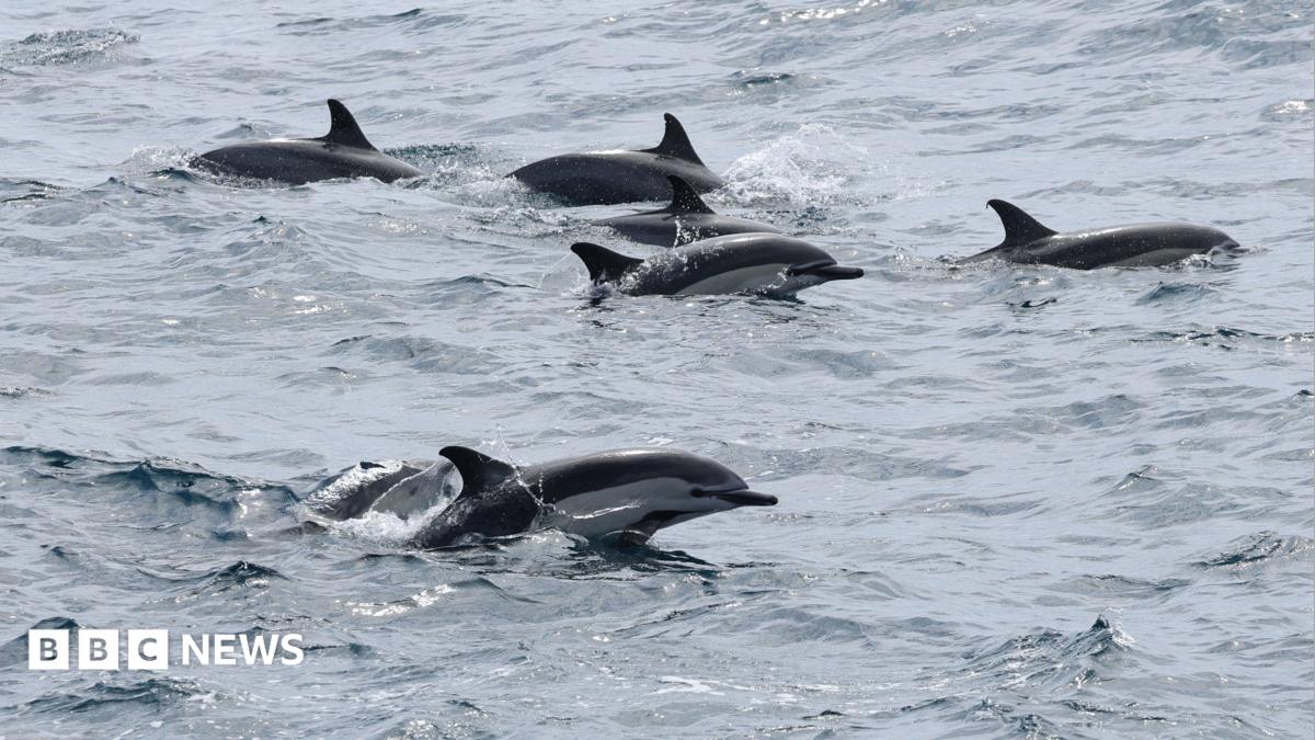 Sondage sur les dauphins pour surveiller les espèces des îles anglo-normandes