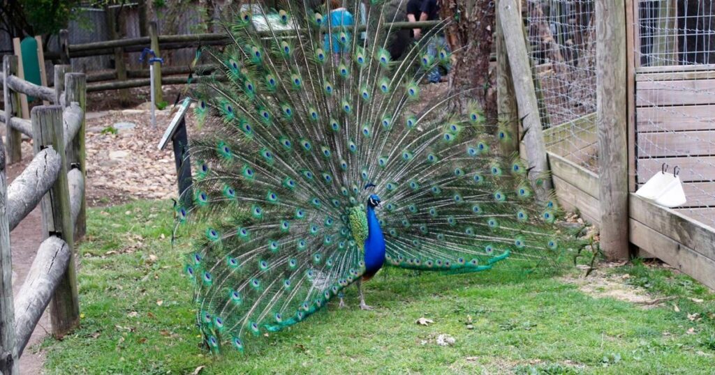 Zoo de Chattanooga : entrée gratuite pour les seniors le 1er octobre