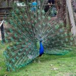 Zoo de Chattanooga : entrée gratuite pour les seniors le 1er octobre