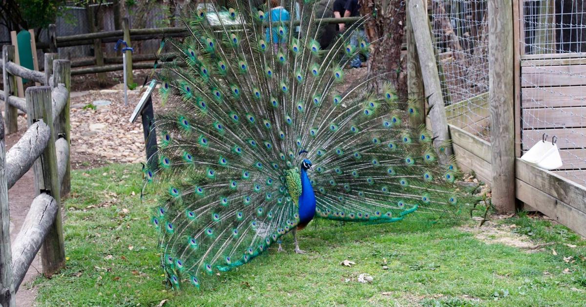 Zoo de Chattanooga : entrée gratuite pour les seniors le 1er octobre