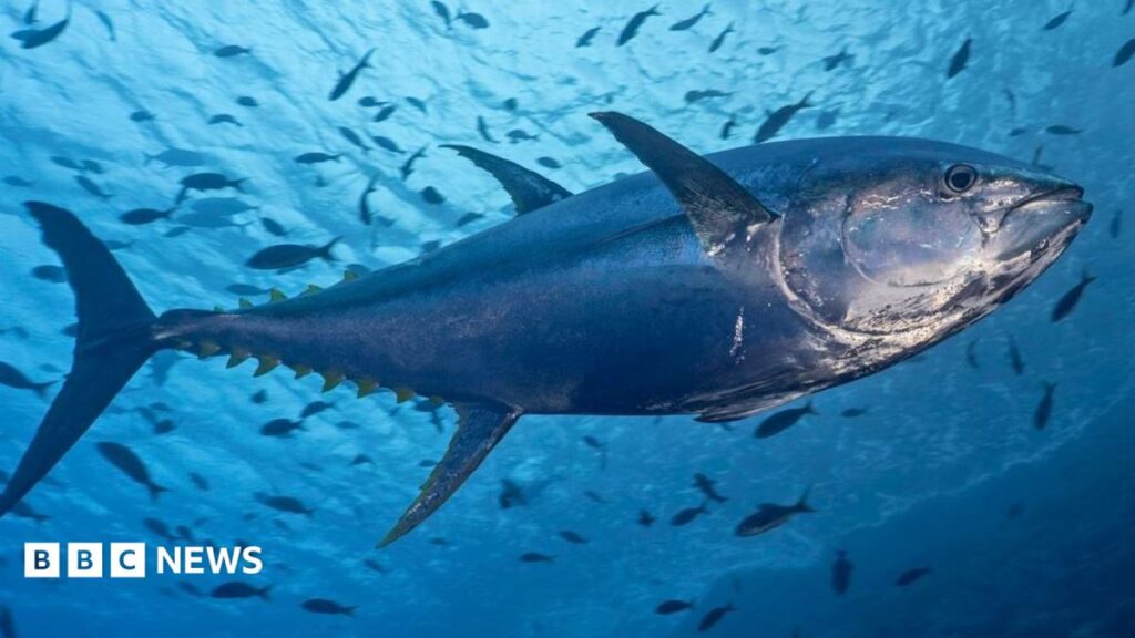 Des permis de thon rouge pour une pêche exceptionnelle à Guernesey