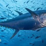Des permis de thon rouge pour une pêche exceptionnelle à Guernesey