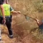 Poursuite spectaculaire à Cáceres : trois interpellations !