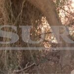 Secours de l'amour : un homme arrêté pour avoir séquestré sa petite amie et l'avoir laissée attachée à un arbre