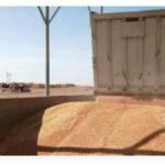 Visite du médecin général pour les succès de la récolte de blé à Aswan et inspections sur les marchés