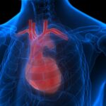 Vitamine K2 de Balchem : 21 % de ralentissement de la progression du CAC