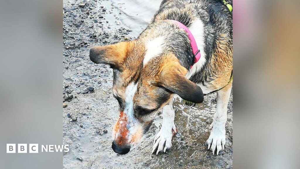 Propriétaires de chiens à Wrexham inquiets pour la santé de leurs animaux suite à une contamination.