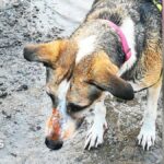 Propriétaires de chiens à Wrexham inquiets pour la santé de leurs animaux suite à une contamination.