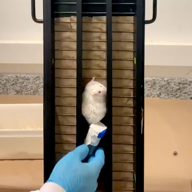 Souris montant un escalier